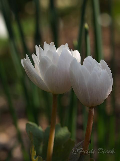 Sanguinaria canadense Flore Pleno2.JPG